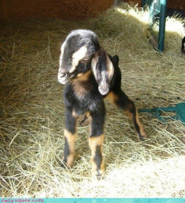 another baby goat another baby goat