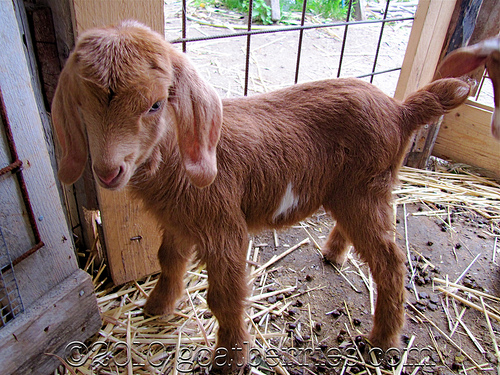 baby goat baby goat