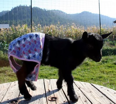 Emily, baby black goat in purple panties Emily, baby black goat in purple panties