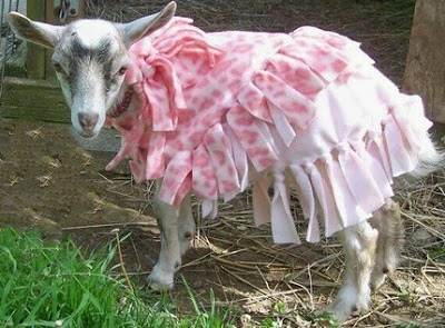 goat modeling pink frilly coat goat modeling pink frilly coat