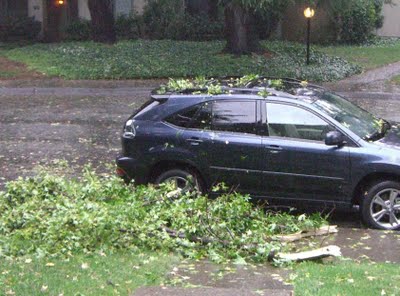 fallen branches near my car fallen branches near my car