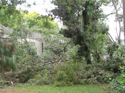 downed tree from the storm downed tree from the storm