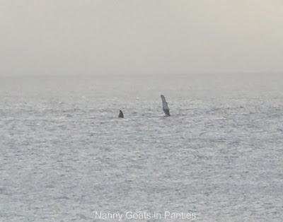 maui whales fin flapping