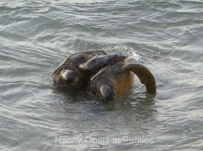 maui turtles mating