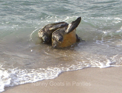 maui turtles mating