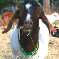 Buster from The Goat Patrol in North Carolina