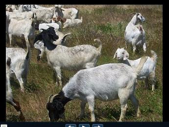 Google Goats Grazing on Grass