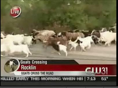 cbs13 cw31 running of the goats news story