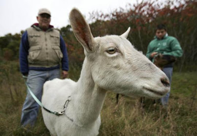 Blackie in Andover for Goat Landscaping