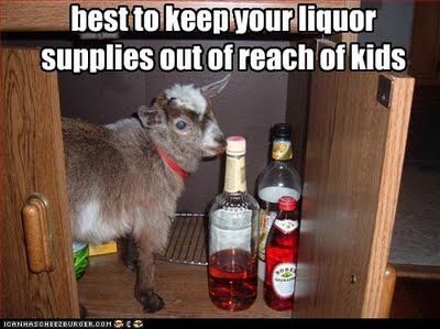 goat kid inside liquor cabinet