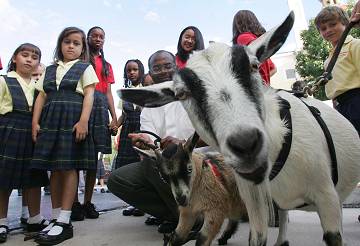 this goat is going to Haiti this goat is going to Haiti