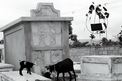 Goats in Haitian graveyard
