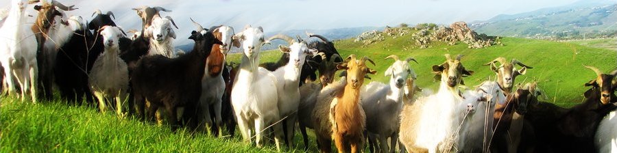 Nanny Goats in Panties Rotating Header Image
