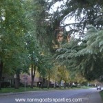 sacramento, sacramento city of trees, sacramento trees per capita, trees sacramento