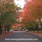 sacramento, sacramento city of trees, sacramento trees per capita, trees sacramento