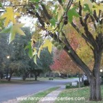 sacramento, sacramento city of trees, sacramento trees per capita, trees sacramento