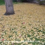 sacramento, sacramento city of trees, sacramento trees per capita, trees sacramento