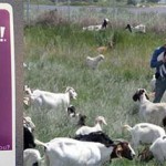 yahoo goats datacenter