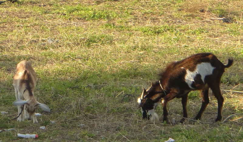 goats in puerto morelos