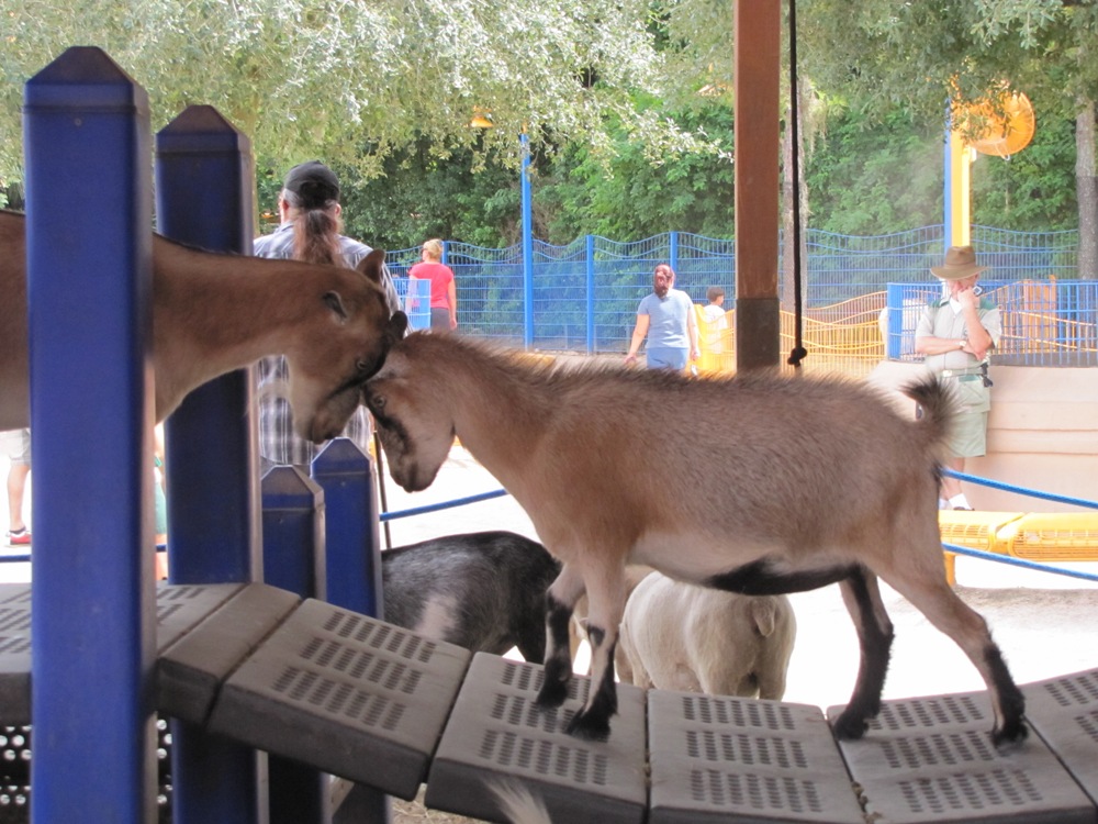 goats at disney world