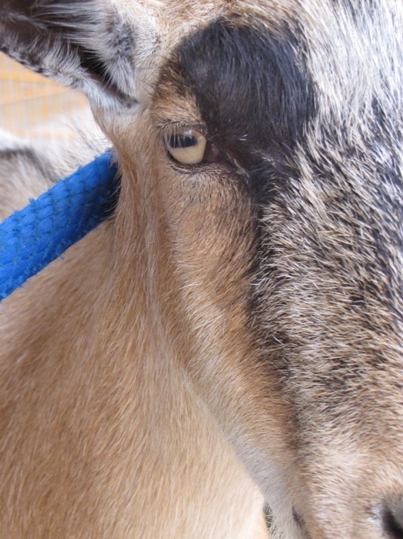 goat at disney world
