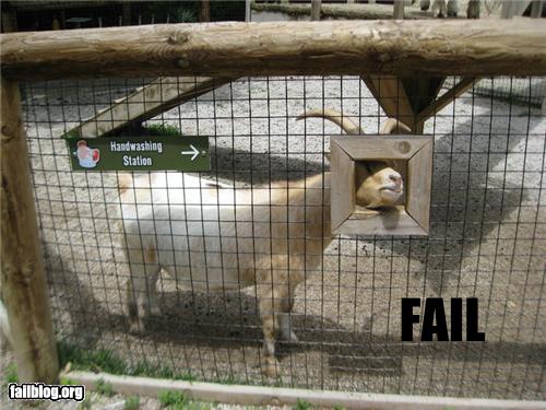 goat picture, goat hand wash station fail