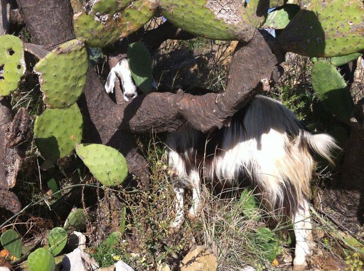 A goat in Sicily