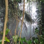tropical forest pictures, rainforest ecosystem, rainforest habitat