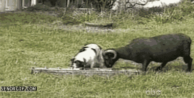 goat trough, seniorgif, goat vs. dog
