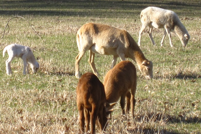 goats, goat pictures, goat photos