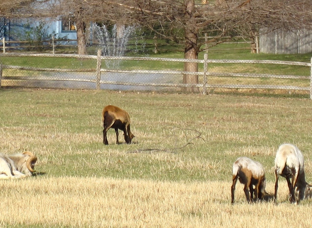 goats, goat pictures, goat photos