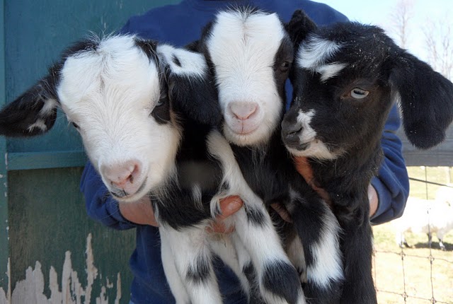 goat baby pictures, goat babies