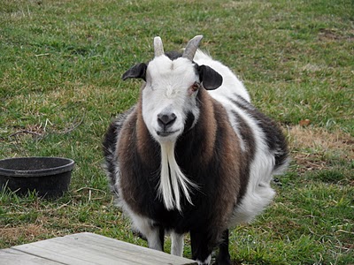 goat, pregnant goat, goat pregnant with triplets