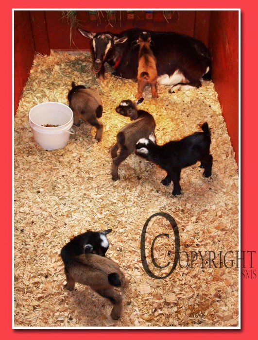 goats, baby goat pictures, baby goat photos, goat kids birth, goat quintuplets, five baby goats