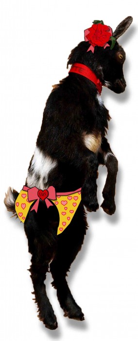 goat in panties, susan maxwell skinner