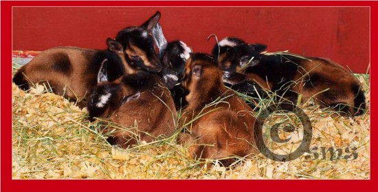 goats, baby goat photos, baby goat pictures, cute baby goat pictures
