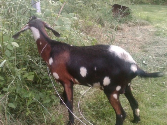 goat, goat photo, spotted goat