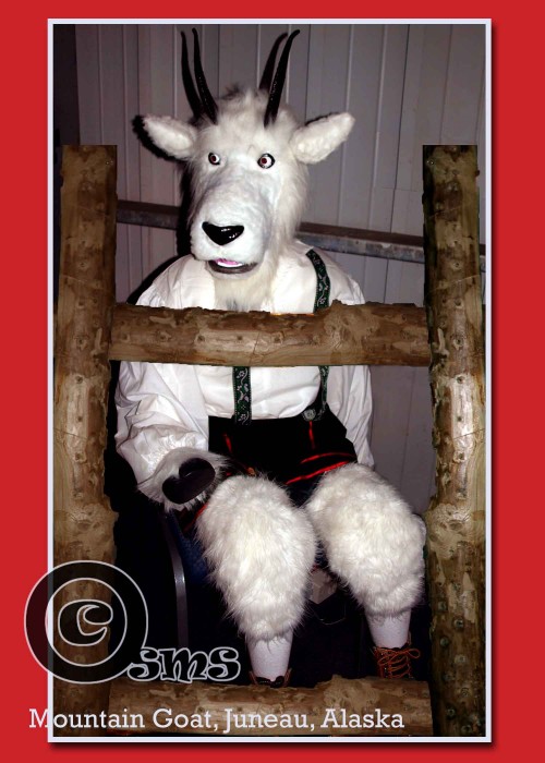 goat photos, goat pictures, Alaskan Mountain goat, goat costume, white goat