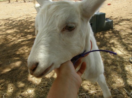 surfing goat dairy, missing goat