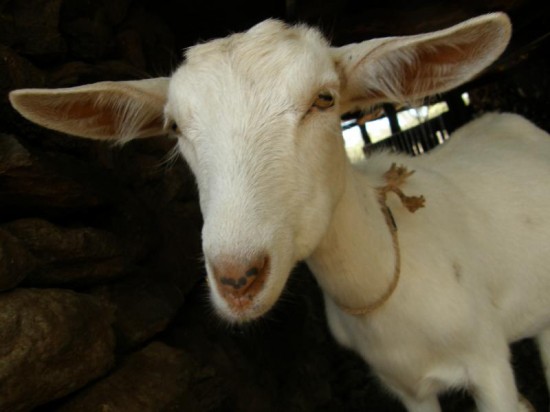 surfing goat dairy, missing goat