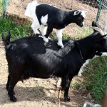 goat baby picture, pricilla speaks, maaaaa of pricilla