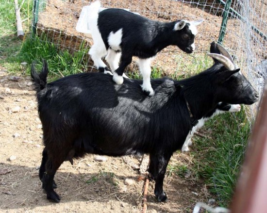 goat baby picture, pricilla speaks, maaaaa of pricilla