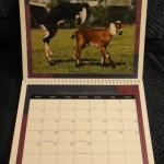 goat calendar, 2012 goat calendar