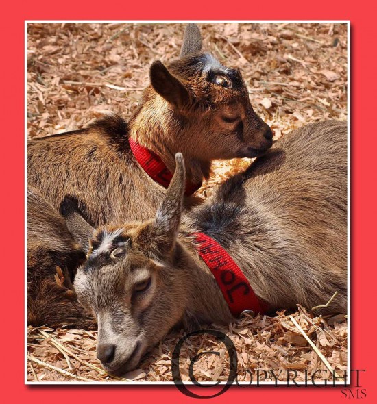 goat pictures, goats, susan maxwell skinner