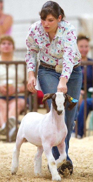 colorado state fair, goat doping