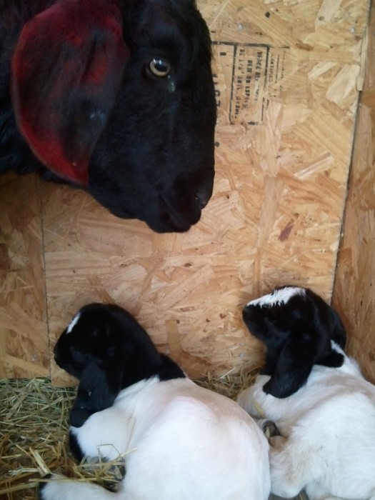 baby goat picture, one day old goats