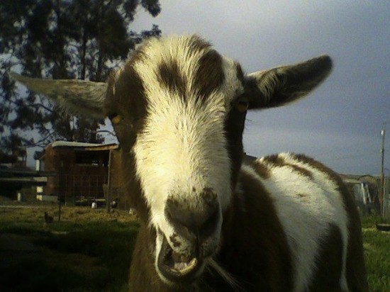 goat picture, goat close-up