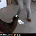 goat, animated goat, animated gif, hopping goat