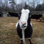 goat, sissy, bee haven acres