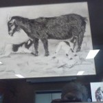 goat pencil sketch, laury reed